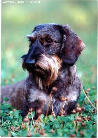 CH. Joufflu de la Voûte Azurée