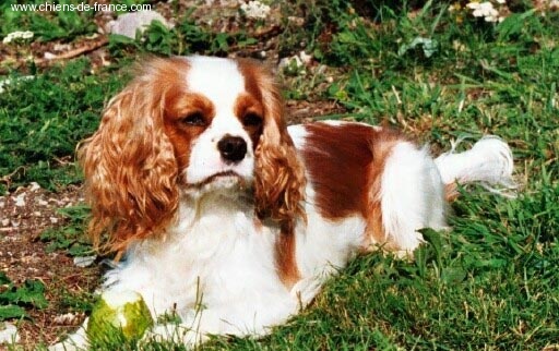 Publication : des Lutins de léa