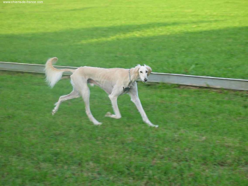 Publication : Du chekh djanga 