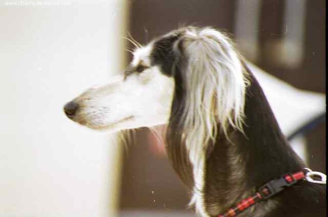 Arab Bahari's Lala zwina