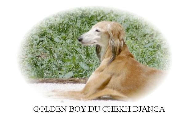 Golden boy Du chekh djanga