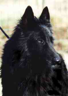 Shesnawa Pre du vieux pont