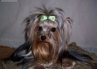 Étalon Yorkshire Terrier - Sweet baby The knight of blue cross