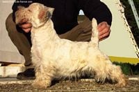 Étalon West Highland White Terrier - Utopie De la truffe agile
