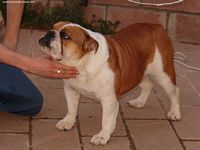 Étalon Bulldog Anglais - Tres Llunes Beautiful queen mary