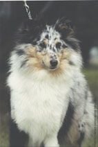 Étalon Shetland Sheepdog - CH. Sexy girl blue memory des Romarins de Mayerling