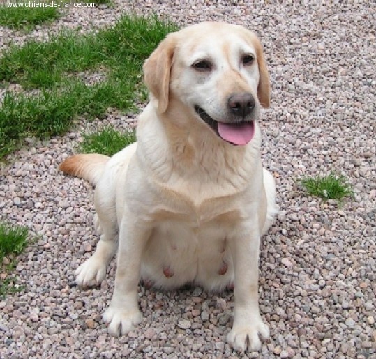 Omiga De La Douce Flandre