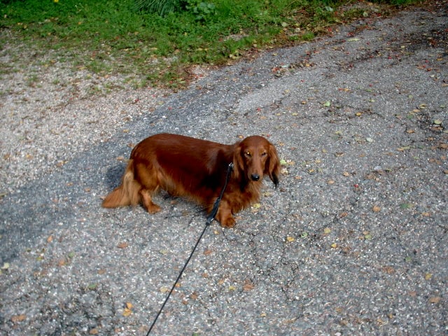 Publication : de la goutte du Chaity 