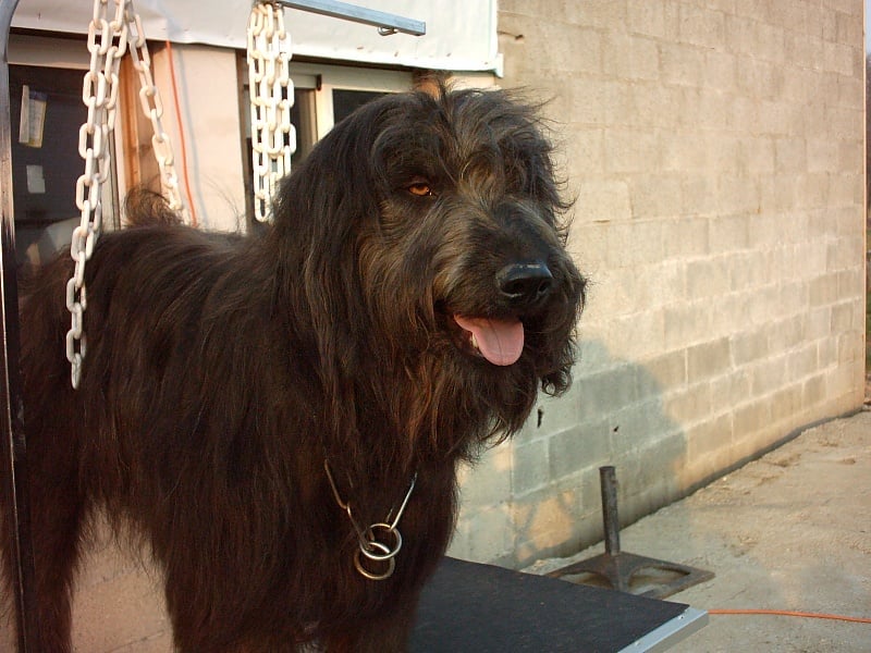 Publication : de la Gosserie du Marais 