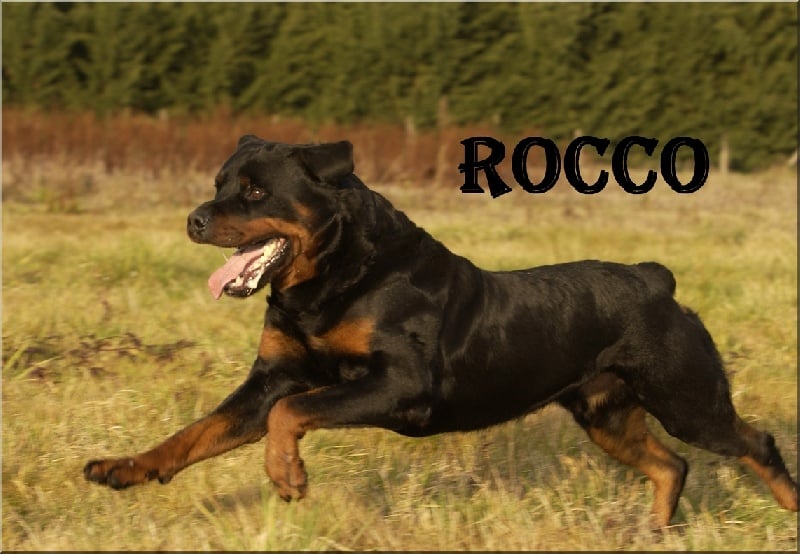 Rocco des Rotts de la Baronnie