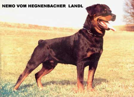CH. Nemo Vom hegnenbacher landl