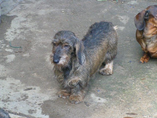 Publication : de la goutte du Chaity 