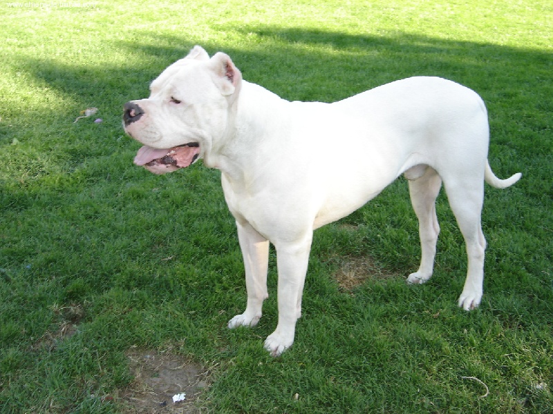 Publication : des seigneurs de la pampa 