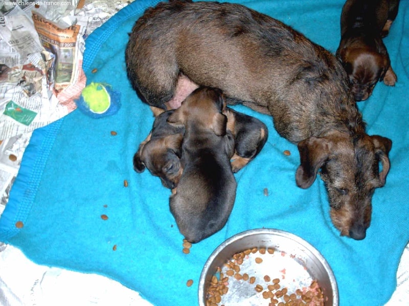 Orbey Du fond de la louviere