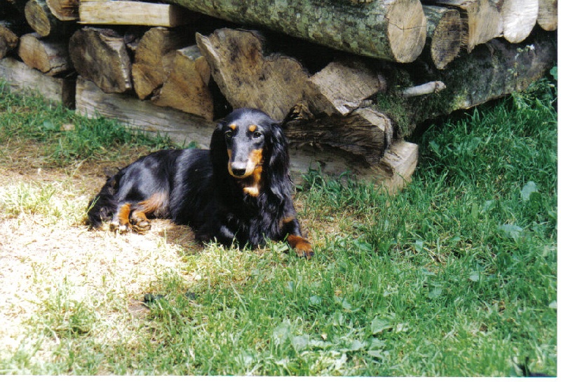 Hysope de la goutte du Chaity