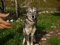 Étalon Siberian Husky - Valdaïa Des Loups De L'Etoile Polaire