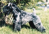 Étalon Kerry Blue Terrier - CH. Barneyblue Agrippa