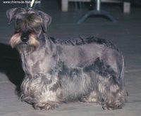 Étalon Terrier Tchèque - CH. Oradea du domaine de la Cigaliere