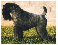 Étalon Kerry Blue Terrier - Rapsodie Des Diablotins De L'Ozon