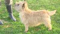 Étalon Cairn Terrier - Union jack Du hameau des landes
