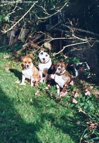 Étalon American Staffordshire Terrier - Tierra del sol du phare Ouest