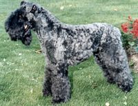 Étalon Kerry Blue Terrier - CH. Aran Abigaîlwitch