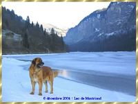 Étalon Leonberger - Romy Du grand saule de chamaret