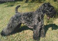 Étalon Kerry Blue Terrier - CH. Hazel boy of granemore