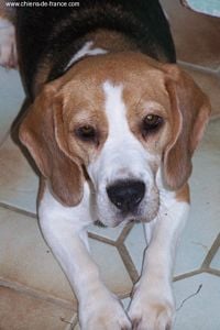 Étalon Beagle - Proud be bop Carmen mac raye