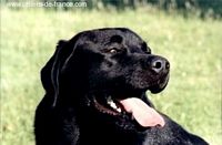 Étalon Labrador Retriever - CH. Peeping tom of Tintagel Winds