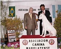 Étalon Dogo Argentino - CH. Upano De beaudribos