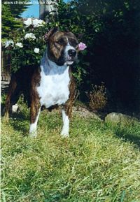 Étalon American Staffordshire Terrier - Millikan du Val D'Harfang