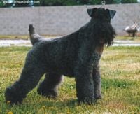 Étalon Kerry Blue Terrier - Aran Enniskillen