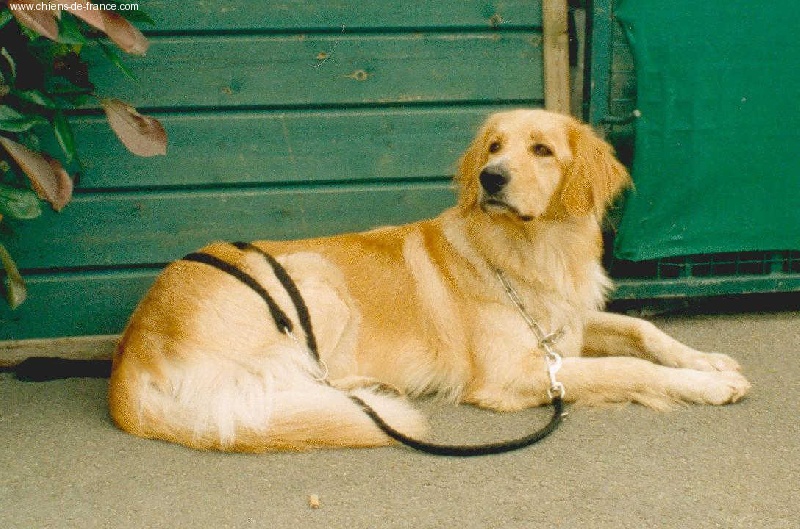 Publication : Du petit anjou