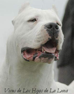 Publication : de l'ombre blanche 