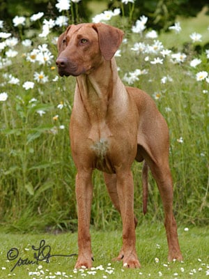 Publication : Nombeko