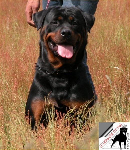 Vitty Du pays du vent d'autan