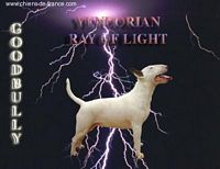 Étalon Bull Terrier - Yendorian Ray of light