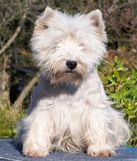 Étalon West Highland White Terrier - Une belle du sud De l'Aucélian