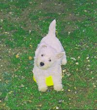 Étalon West Highland White Terrier - Under a summer breeze De l'Aucélian
