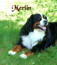 Étalon Bouvier Bernois - Merlin L' enchanteur