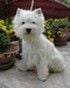 Étalon West Highland White Terrier - Wictoria dit vickie Snowy o'sil-west'r