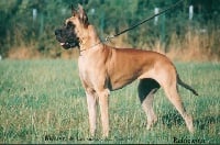 Étalon Dogue allemand - CH. Native de la Vallée Du Prieuré