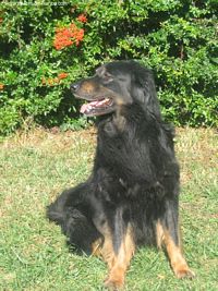 Étalon Hovawart - Ombré Du grand blizzard