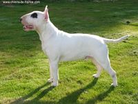 Étalon Bull Terrier - CH. Ultimo macleon du Manoir de Guildford