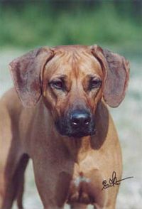 Étalon Rhodesian Ridgeback - Bakima imani Of sambesi waters