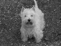 Étalon West Highland White Terrier - No comment Du rocher rouge