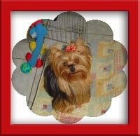 Étalon Yorkshire Terrier - Shannone De la vierge doree