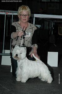 Étalon West Highland White Terrier - Ashgate Slumber