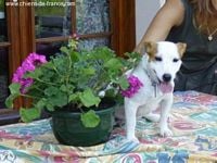 Étalon Jack Russell Terrier - Virgule Du hameau du chateau
